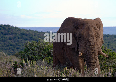 Old bull afrikanische Elefanten im privaten Wildreservat, Südafrika Stockfoto