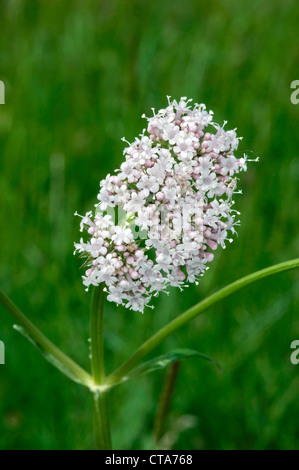 GEMEINSAMEN Baldrian Valeriana Officinalis (Valerianaceae) Stockfoto