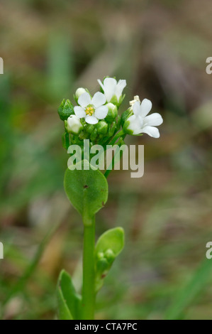 BROOKWEED Samolus Valerandi (Primulaceae) Stockfoto