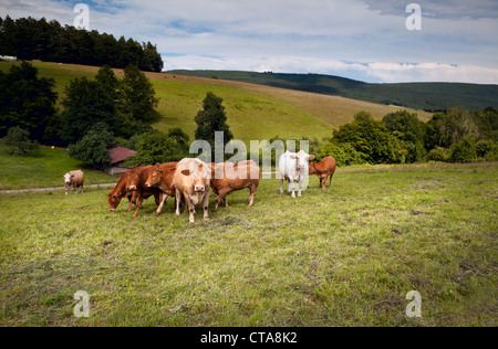 einige alpine Kühe auf der Weide in Bergen Stockfoto