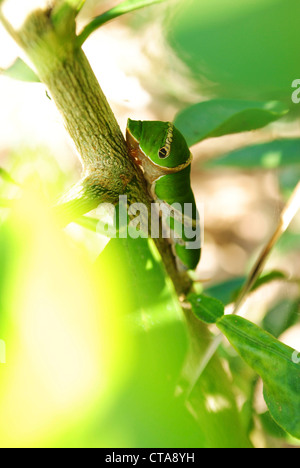 eine riesige Seide Motte (Polyphem) fast identisch mit einer Motte Raupe, Blätter eines Baumes zu essen Stockfoto