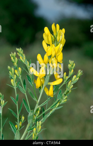 DYER'S GREENWEED Genista Tinctoria (Fabaceae) Stockfoto