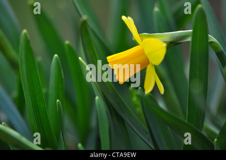 Eine einzelne gelbe Narzisse Trompete unter grünen Blätter UK Stockfoto