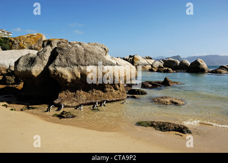 Black Footed Jackass Pinguine (Speniscus Demersus) schwimmen am Boulders Beach, Simons Town, South Western Cape, Südafrika Stockfoto