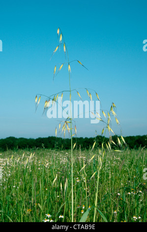 WILDHAFER Avena fatua Stockfoto