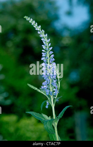 DOTIERTEN Ehrenpreis Veronica spicata Stockfoto