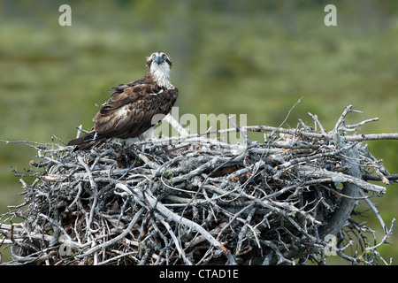 Fischadler Pandion Haliaetus, alleinstehenden auf Nest mit jungen, Finnland, Juli 2012 Stockfoto