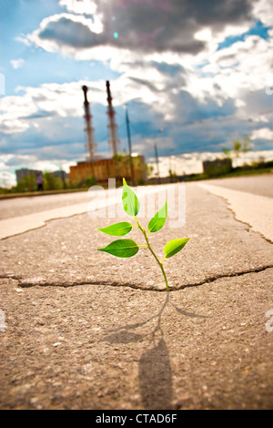 Junge Pflanze weicht durch Asphalt Stadt unterwegs. Stockfoto