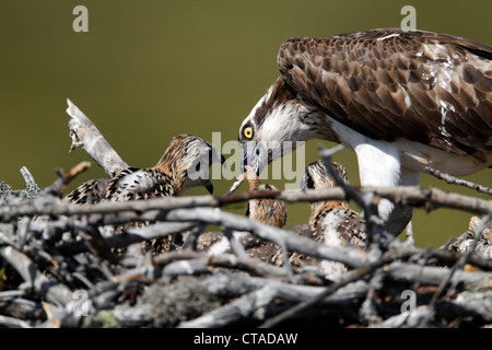 Fischadler Pandion Haliaetus, alleinstehenden auf Nest mit jungen, Finnland, Juli 2012 Stockfoto