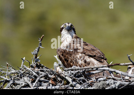 Fischadler Pandion Haliaetus, alleinstehenden auf Nest mit jungen, Finnland, Juli 2012 Stockfoto