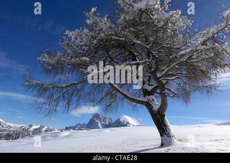 Laubbaum im Schnee, Plattkofels alpinen Weiden, Seiser Alm, Dolomiten, Südtirol, Trentino-Alto Adige, Italien Stockfoto