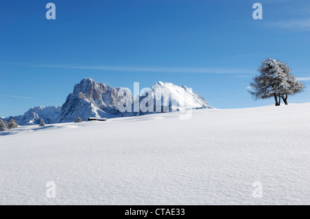 Neuschnee, Plattkofels Alm, Seiser Alm, Valle Isarco, Südtirol, Trentino-Alto Adige, Italien Stockfoto