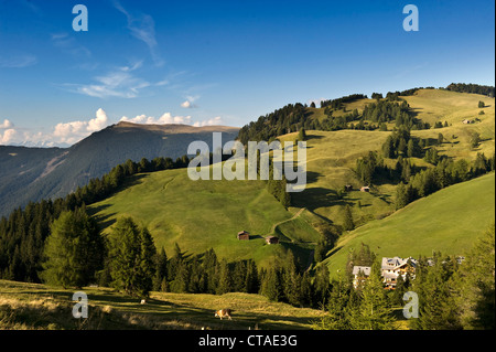 Raschötz, Monte Piz Seiser Alm, Schlern-Rosengarten Naturpark Valle Eisacktal, Südtirol, Trentino-Alto Adige, Italien Stockfoto