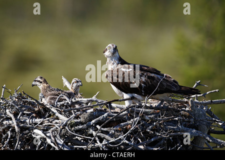 Fischadler Pandion Haliaetus, alleinstehenden auf Nest mit jungen, Finnland, Juli 2012 Stockfoto