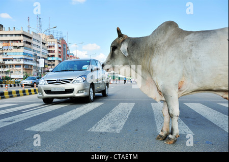 Heilige Kuh auf Straße, Straße-Szene in Noida, Metropolregion Delhi, Uttar Pradesh, Indien Stockfoto