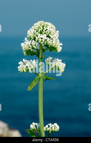 ROTER Baldrian, weiße FORM Centranthus Ruber (Valerianaceae) Stockfoto