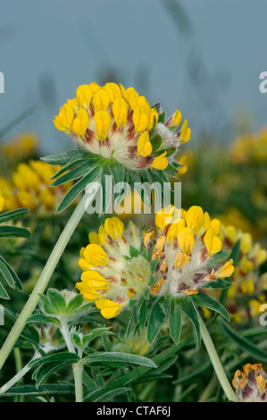 Niere Wicke Anthyllis Vulneraria (Fabaceae) Stockfoto