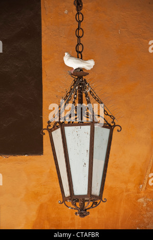 Eine weiße Taube steht auf einer antiken schmiedeeisernen Laterne in den Ställen der Villa Barbarigo in Venetien, Italien, gesehen gegen eine ockerfarbene Wand Stockfoto