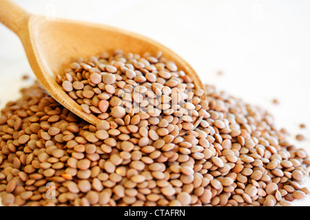 Braune Linsen (Lens Culinaris) Stockfoto