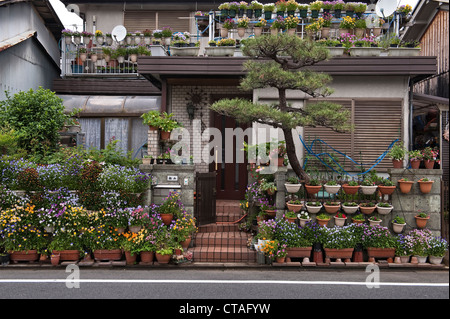 Blumentöpfe und sorgfältig beschnitzte Bäume außerhalb des Hauses eines eifrigen Gärtners in einem Vorort von Kyoto, Japan Stockfoto