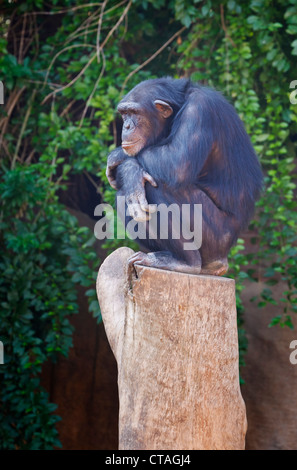 Gemeinsame Schimpanse (Pan Troglodytes) im Biopark Fuengirola, Provinz Malaga, Costa Del Sol, Andalusien, Südspanien. Stockfoto