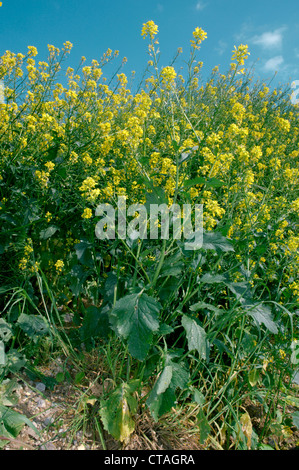 ACKERSENF Sinapis Arvensis (Brassicaceae) Stockfoto