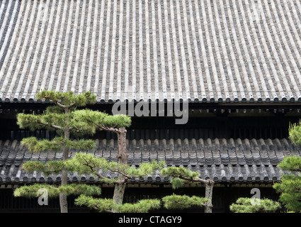 Sorgfältig beschnitt japanische schwarze Kiefern (Pinus thunbergii) vor dem Ziegeldach eines buddhistischen Tempels in Tofuku-ji, Kyoto, Japan Stockfoto