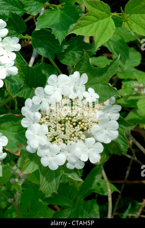 GUELDER-ROSE Viburnum Opulus (Caprifoliaceae) Stockfoto