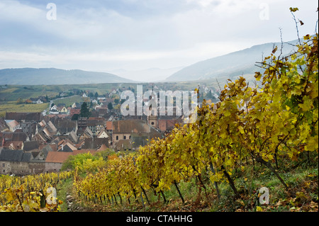 Weinberge in der Nähe von Riquewihr, in der Nähe von Colmar, Elsass, Frankreich Stockfoto