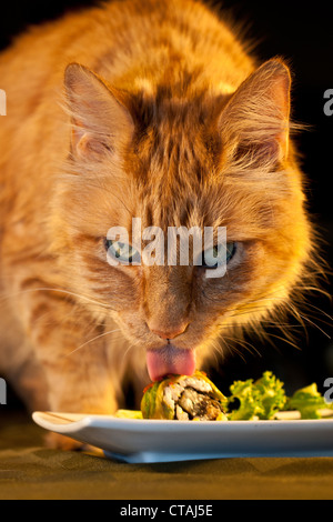 Katze Sushi zu stehlen Stockfoto