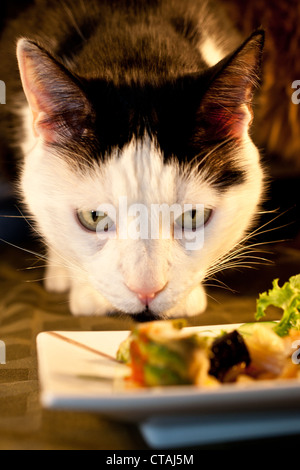 Katze Sushi zu stehlen Stockfoto