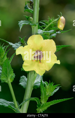 MOTH KÖNIGSKERZE Verbascum Blattaria (Scrophulariaceae) Stockfoto