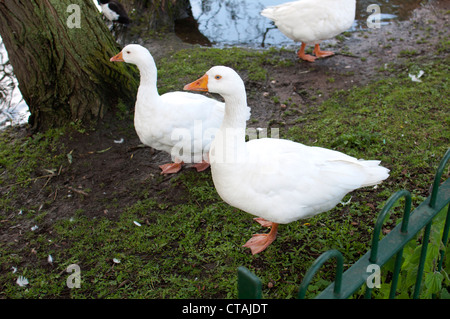 Weiße Gänse am Hillfield Park Lake, Monkspath, Solihull, West Midlands, Großbritannien Stockfoto