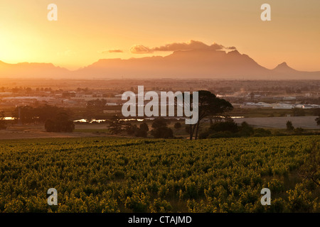 Blick auf die Weinberge des Weinguts Saxenburg in Richtung Tafelberg bei Sonnenuntergang, Stellenbosch, Western Cape, South Africa Stockfoto