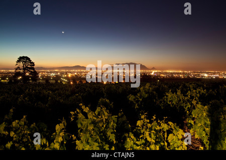 Blick auf die Weinberge des Weinguts Saxenburg in Richtung Tafelberg bei Dämmerung, Stellenbosch, Western Cape, South Africa Stockfoto