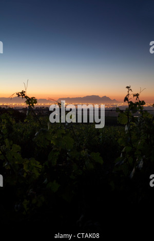 Blick auf die Weinberge von Saxenburg gegen Tafelberg, Stellenbosch, Western Cape, Südafrika Stockfoto