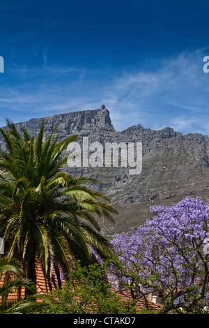 Blick Richtung Tafelberg mit Jacaranda-Baum und Palme im Vordergrund, Cape Town, Western Cape, Südafrika Stockfoto