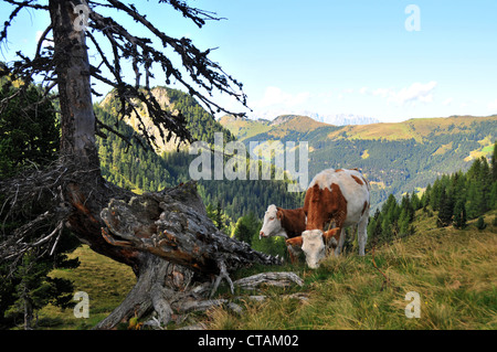 Kühe auf der Filzmoosalm in Elmau in das Tal von Großarl, Pongau, Salzburger Land, Österreich Stockfoto