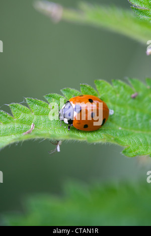 7-Punkt Marienkäfer Coccinella 7-Trommler Erwachsene Käfer auf einem Nesselblatt Stockfoto