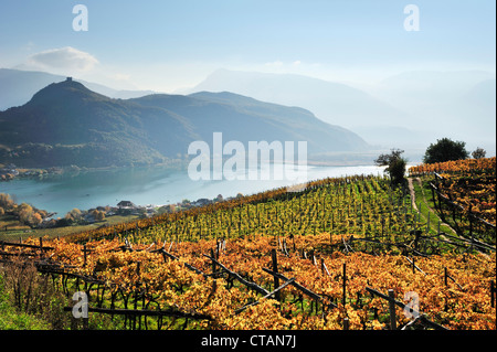 Weinberg in herbstlichen Farben über See Kalterer See, See-Kalterer See, Südtirol, Italien, Europa Stockfoto