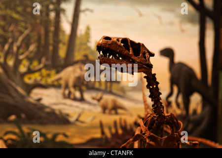 Anzeige von ein Dinosaurier-Skelett, Heritage Center, Bismarck, Burleigh County, North Dakota, USA Stockfoto