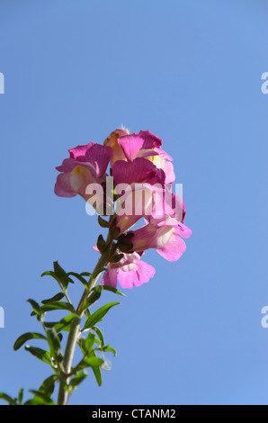 Schnapsdrachen (Antirrhinum majus) wachsen wild auf der Spitze einer Mauer im Stadtzentrum von Hereford Stockfoto