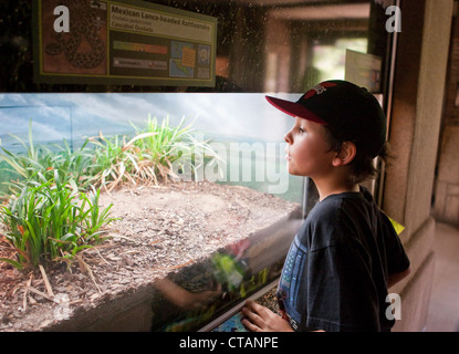 8 jährige mexikanisch-amerikanischen jungen Gipfeln in Glas-Abdeckung mit Klapperschlange im Zoo von San Antonio Texas. Stockfoto
