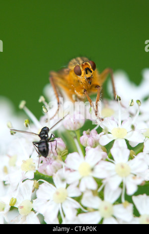 Gelbe Dung fliegen Scathophaga Stercoraria Erwachsenen im Ruhezustand auf einem Doldengewächse Blütenstand Stockfoto