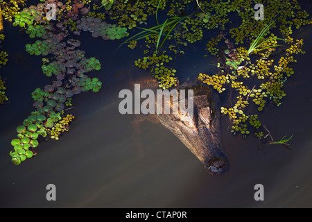 Schwarzen Cayman, Melanosuchus Niger, lauert im Lago Vitoria Regia-See in der Nähe von Seitenarm des Amazonas, in der Nähe von Manaus, Amazonas, Brasilien, Stockfoto