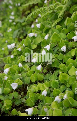 Sauerklee; Oxalis Acetosella; Blüten; Des Königs Holz; Cornwall; UK Stockfoto