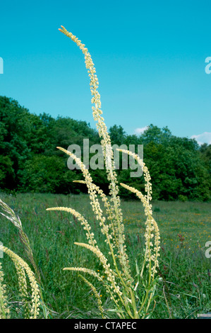 Schweißen Reseda Luteola (Resedaceae) Stockfoto