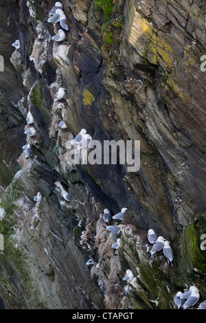 Dreizehenmöwen; Rissa Tridactyla; auf den Klippen nisten; Cornwall; UK Stockfoto