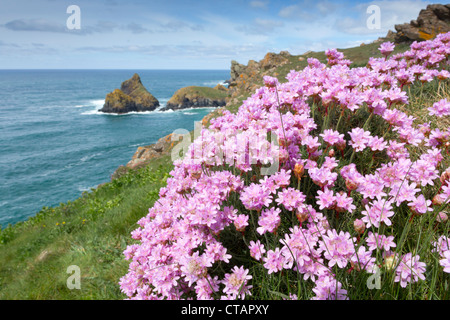 Kynance Cove; Sparsamkeit; Armeria Maritima; im Vordergrund; Cornwall; UK Stockfoto