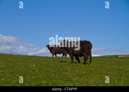 Zwei schwarze Kühe Highland auf grüner Wiese vor blauem Himmel Stockfoto